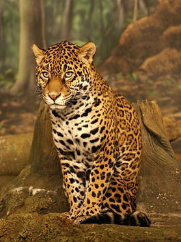 Jaguar sitting small.jpg