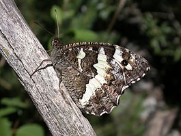 Kanetisa circe M 1.jpg