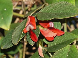 Kennedia rubicunda. Типовой вид рода