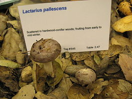 Lactarius pallescens 68566.jpg