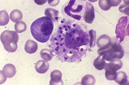 Leishmania infantum in dog.jpg