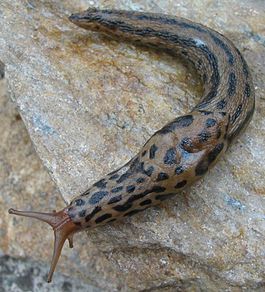 Limax maximus 5.jpg