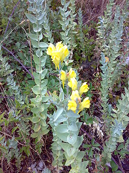 Linaria genistifolia ssp dalmatica 02.jpg
