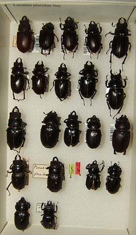 Lucanus placidus variation sjh.jpg