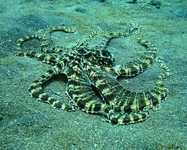 Mimic Octopus 1.jpg