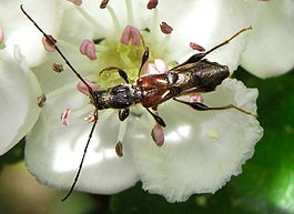 Molorchus minor bl.jpg