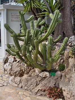 Myrtillocactus cochal в ботаническом саду Монако