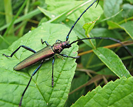 Moschusbock (Aromia moschata) 1.jpg