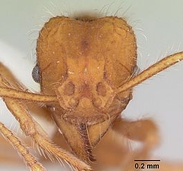 Mycetagroicus cerradensis casent0103121 head 1.jpg