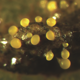 Myxococcus xanthus