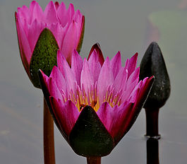 Nymphaea nouchali (Indian red water lily) in Hyderabad, AP W IMG 2624.jpg