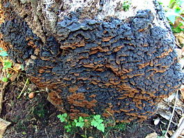 Oak curtain crust (Hymenochaete rubiginosa) - geograph.org.uk - 1037232.jpg