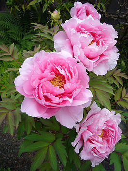 Пион древовидный (Paeonia suffruticosa 'Kanonji in Sasayama'), Япония.