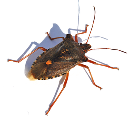 Pentatoma rufipes 001.png