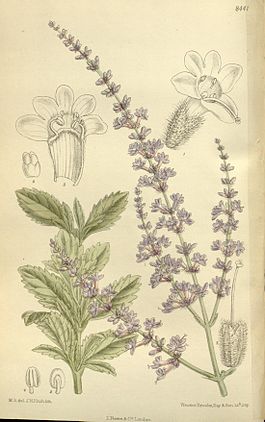 Perovskia atriplicifolia 138-8441.jpg