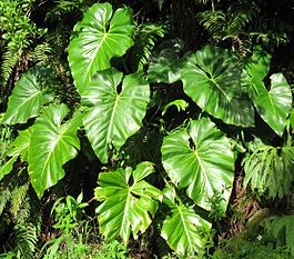 Philodendron giganteum01.jpg