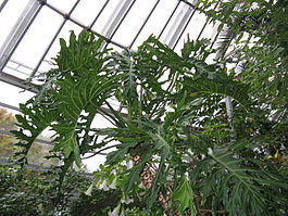 Philodendron selloum2.jpg
