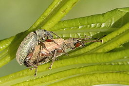 Phyllobius.pyri.couple.jpg