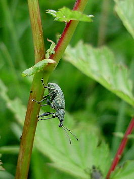 Phyllobius urticae.jpg