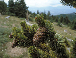 Pinus aristata cones.jpg