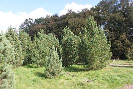 Pinus sibirica PAN.JPG