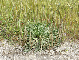 Plantago coronopus (plant).jpg