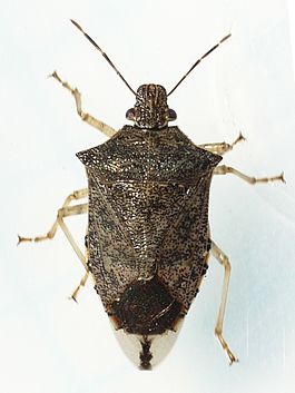 Имаго Podisus maculiventris