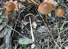 Psathyrella conopilus 20071111wa.JPG