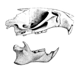 Рисунок черепа из первоописания вида (1887)