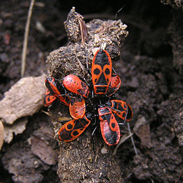 Pyrrhocoris apterus