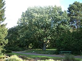 Quercus frainetto RB1.JPG