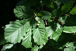 Quercus hartwissiana 2.jpg