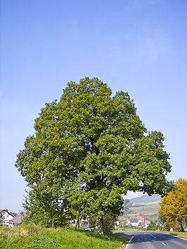 Quercus petraea 06.jpg
