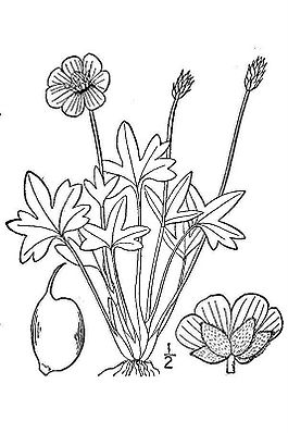 Ranunculus nivalis.jpg
