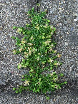 Мшанка лежачая, группа цветущих растений