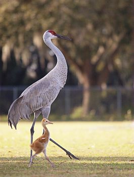 Sandhill Crane with baby.jpg