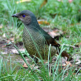 Satinbowerbirdfemale.jpg