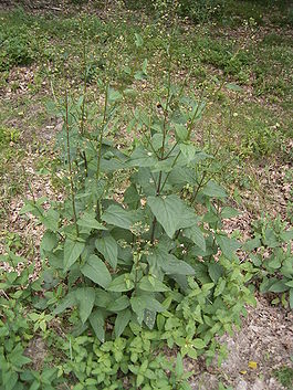 Scrophularia nodosa plant.jpg