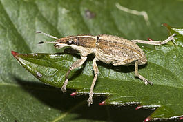 Sitona.gressorius.7385.jpg