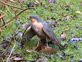 Sparrowhawk-Male.JPG