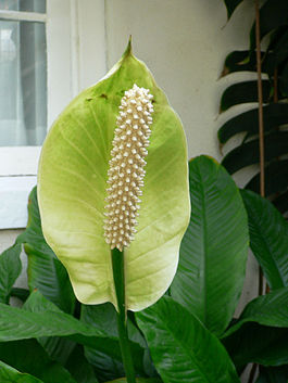 Spathiphyllum floribundum1.jpg