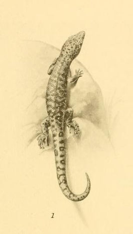 Sphaerodactylus fantasticus 01-Barbour 1921.jpg