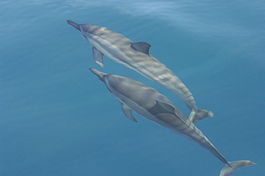 Spinner dolphins.jpg