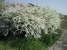 Spiraea thunbergii1.jpg