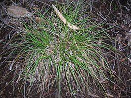 Starr 041221-1830 Carex macloviana subsp. subfusca.jpg