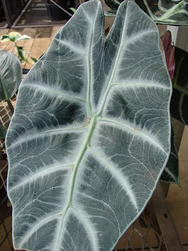 Starr 080103-1387 Philodendron sp..jpg