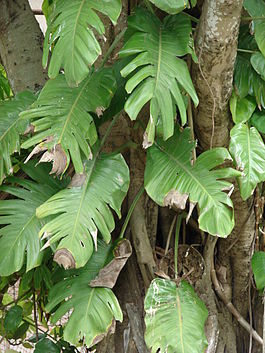 Starr 080610-8094 Epipremnum pinnatum.jpg