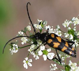 Странгалия полосатая (Strangalia quadrifasciata)