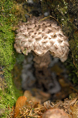 Strobilomyces.strobilaceus.-.lindsey.jpg