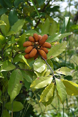 Листья и плоды Uvaria chamae